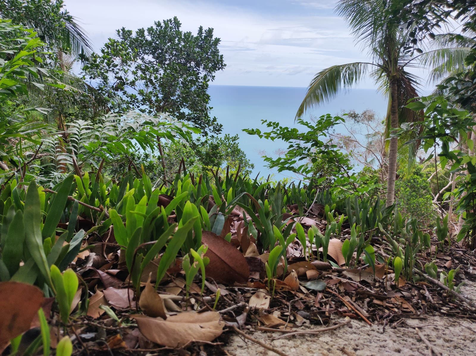 Bottle Beach Viewpoint - Image 5