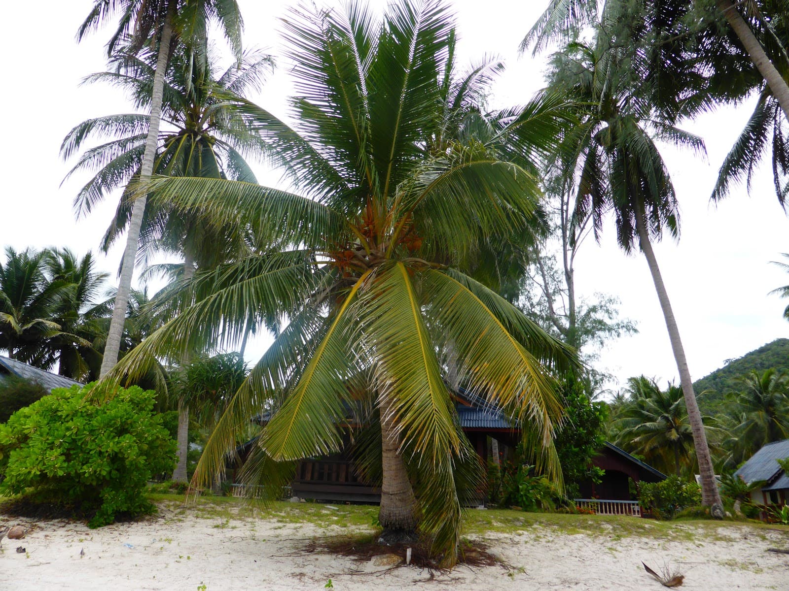 Chaloklum Beach - Image 8