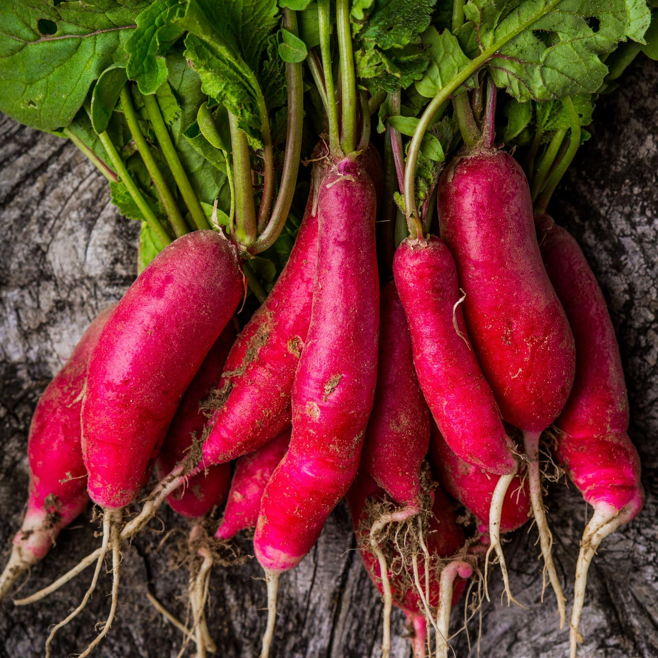 Radish