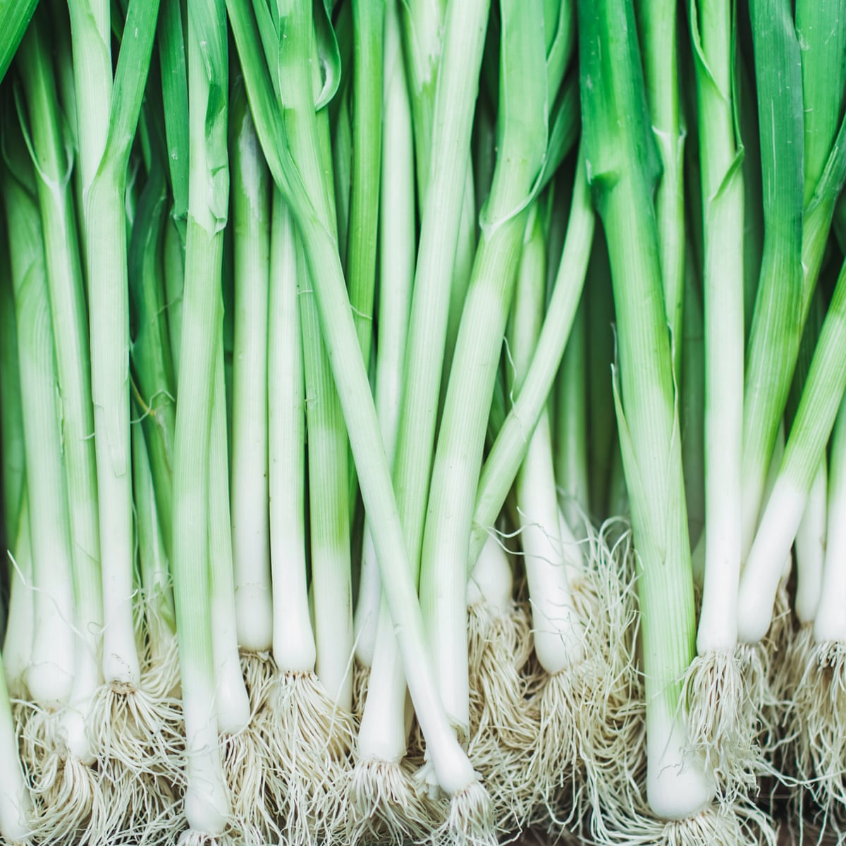 Spring Onion